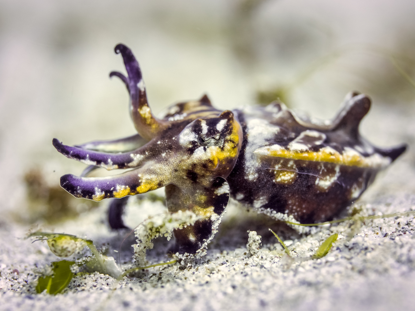 Peppers flamboyant cuttlefish