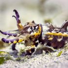 Peppers flamboyant cuttlefish