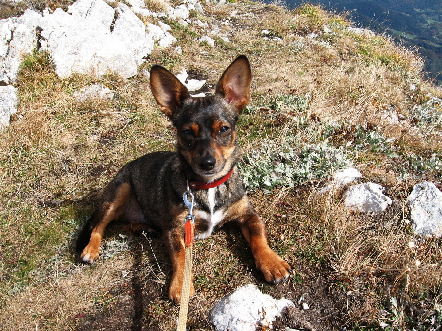 Peppi auf unseren Lieblingsberg