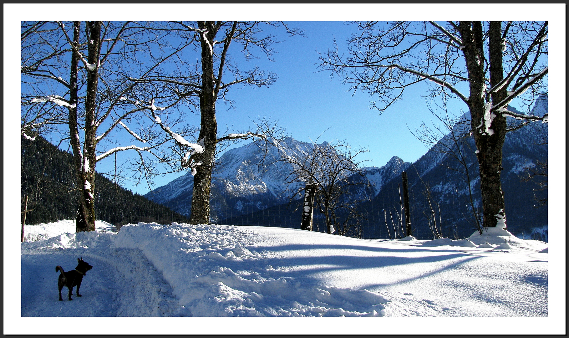 Peppi im Schnee