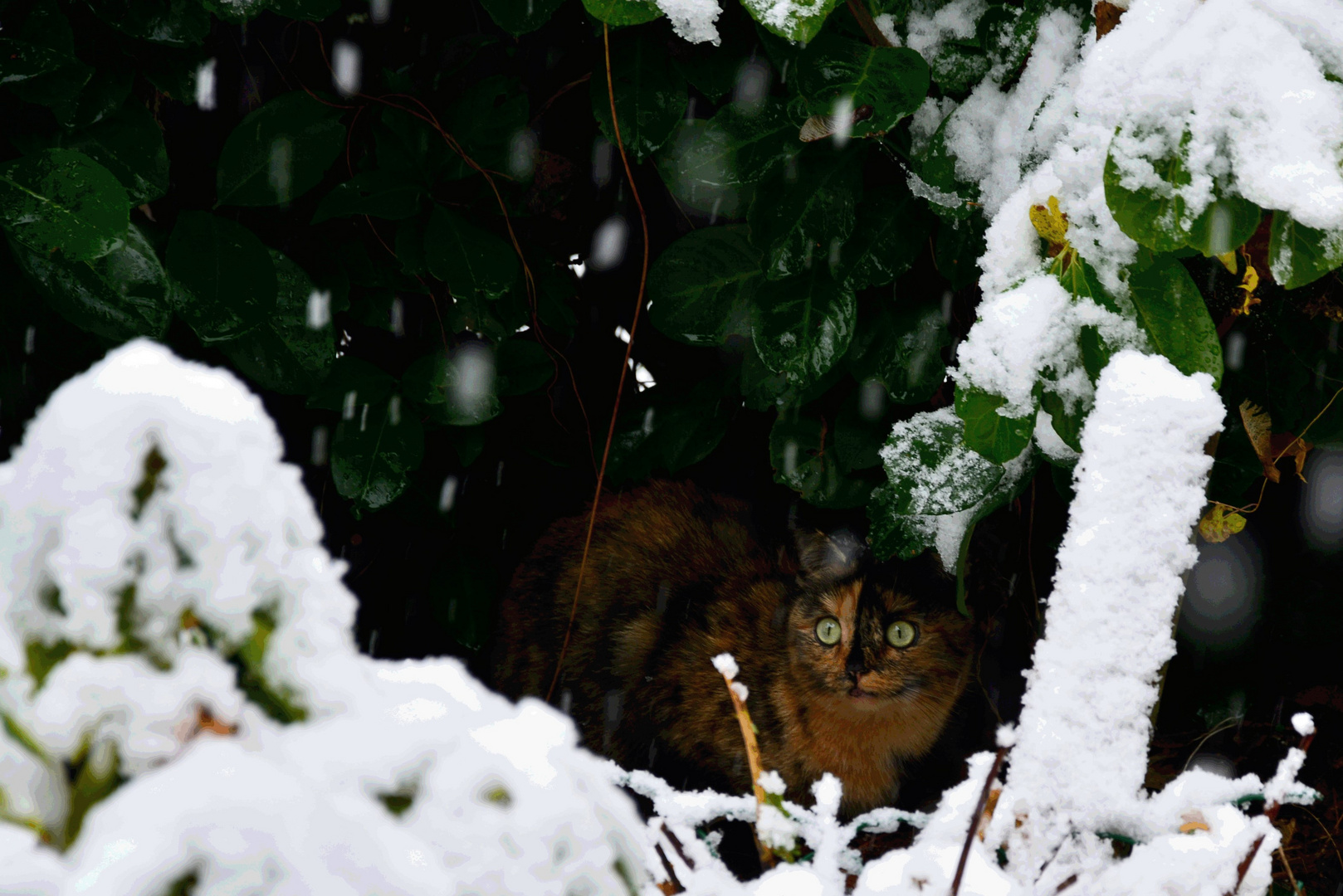 Peppi im Schnee