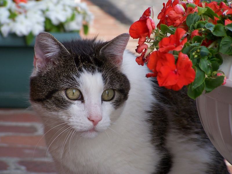 Pepsi et les fleurs