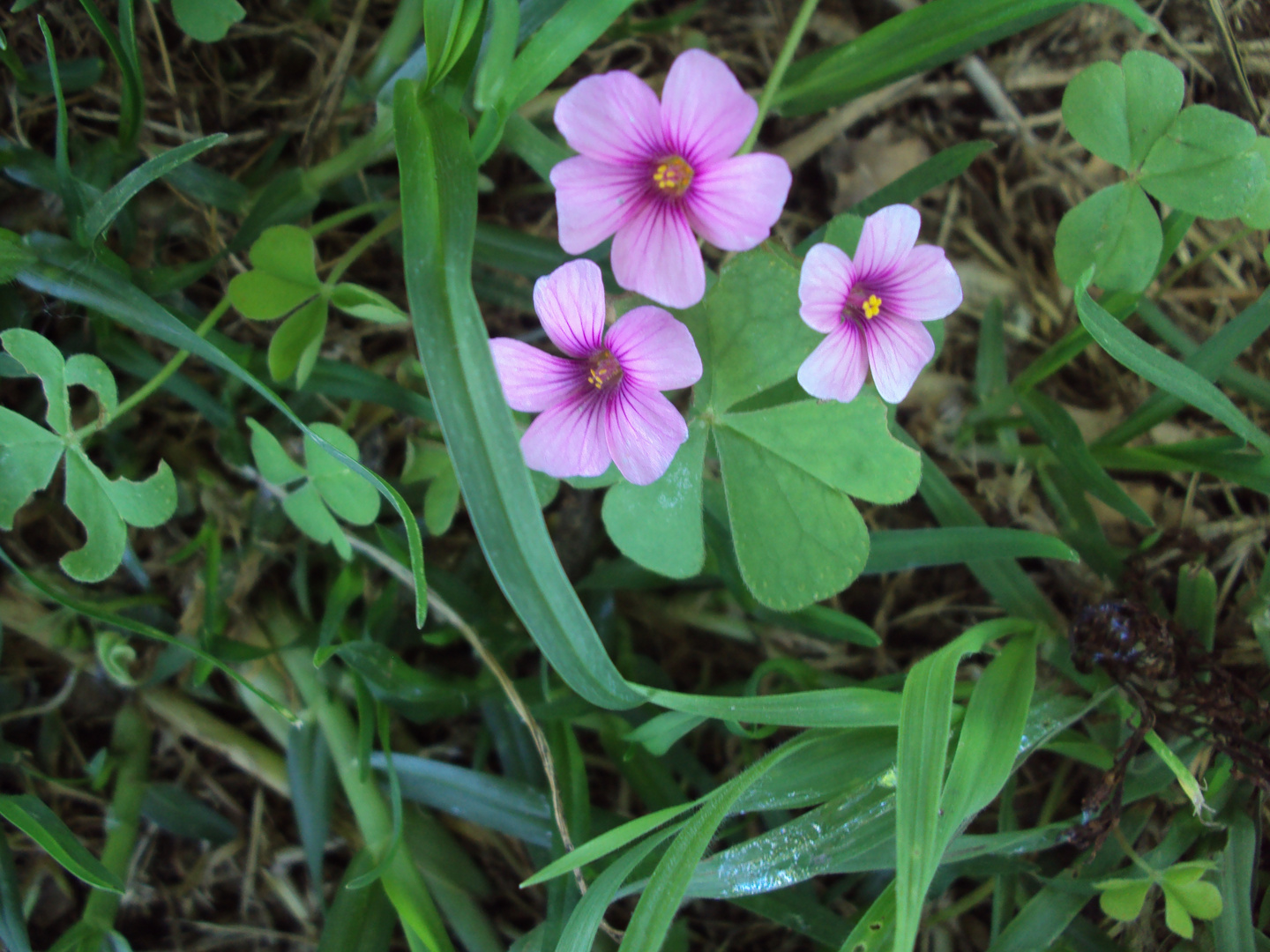 pequeña