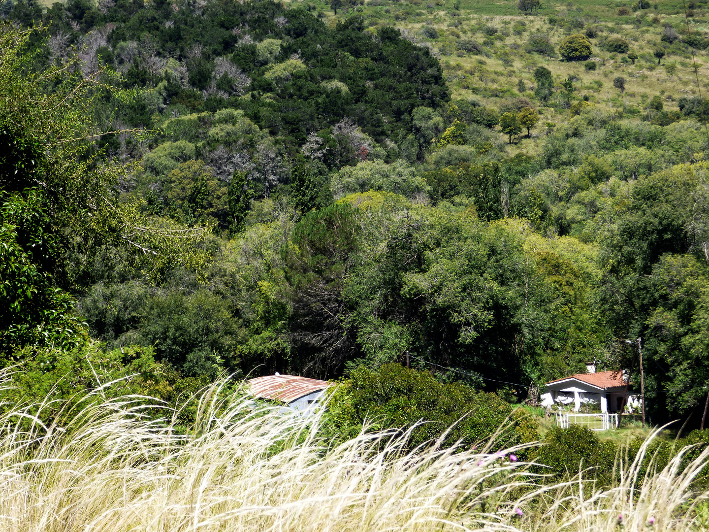 Pequeña casa en el bosque