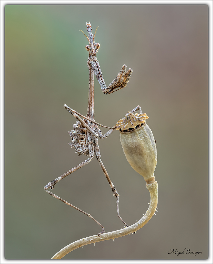 Pequeña danzarina (Empusa pennata)