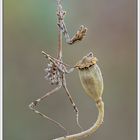 Pequeña danzarina (Empusa pennata)