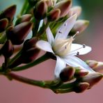 PEQUEÑA FLOR