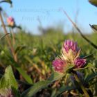 Pequeña flor