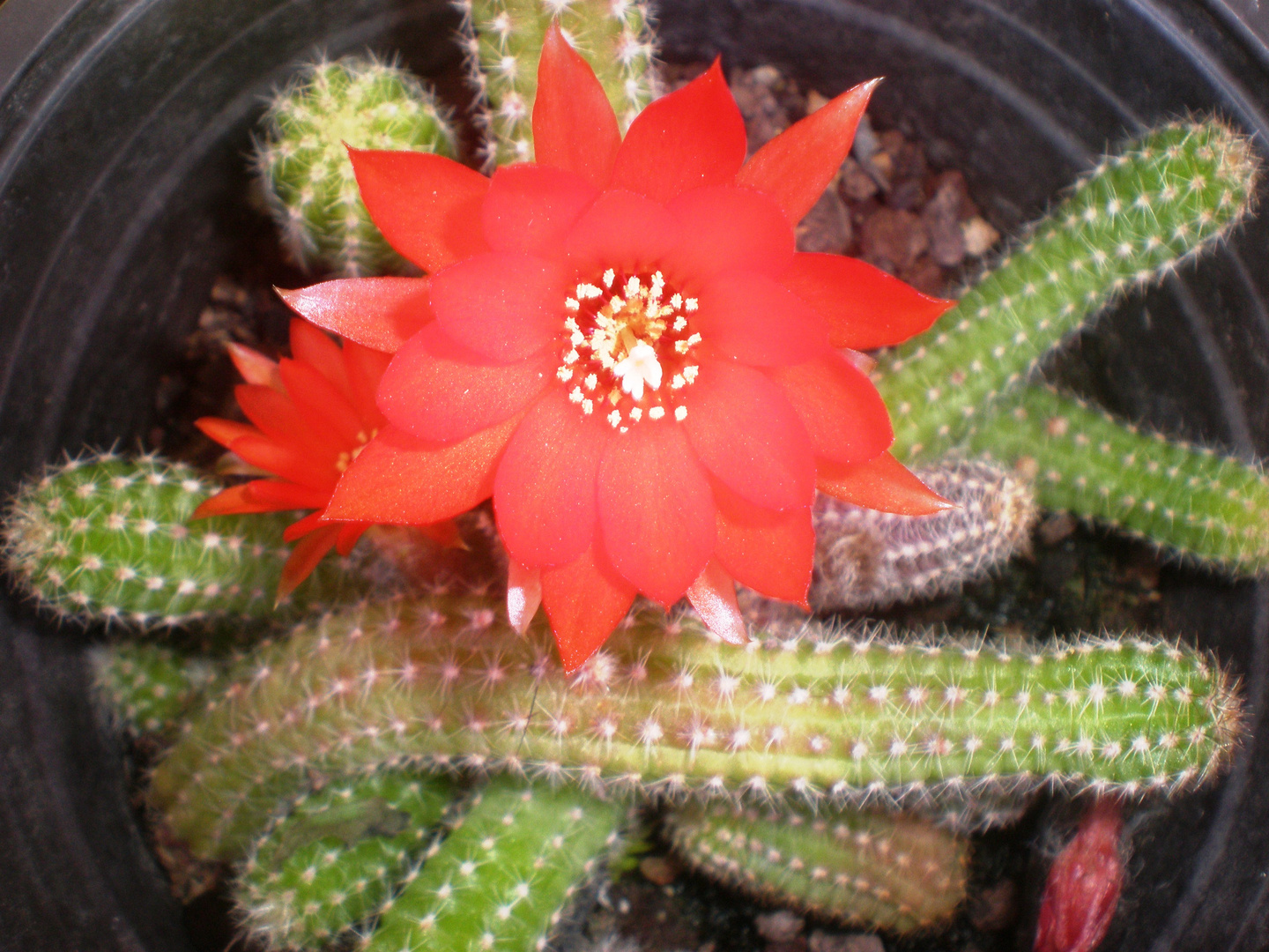 Pequeña flor de unos cactus pequeños.