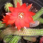 Pequeña flor de unos cactus pequeños.