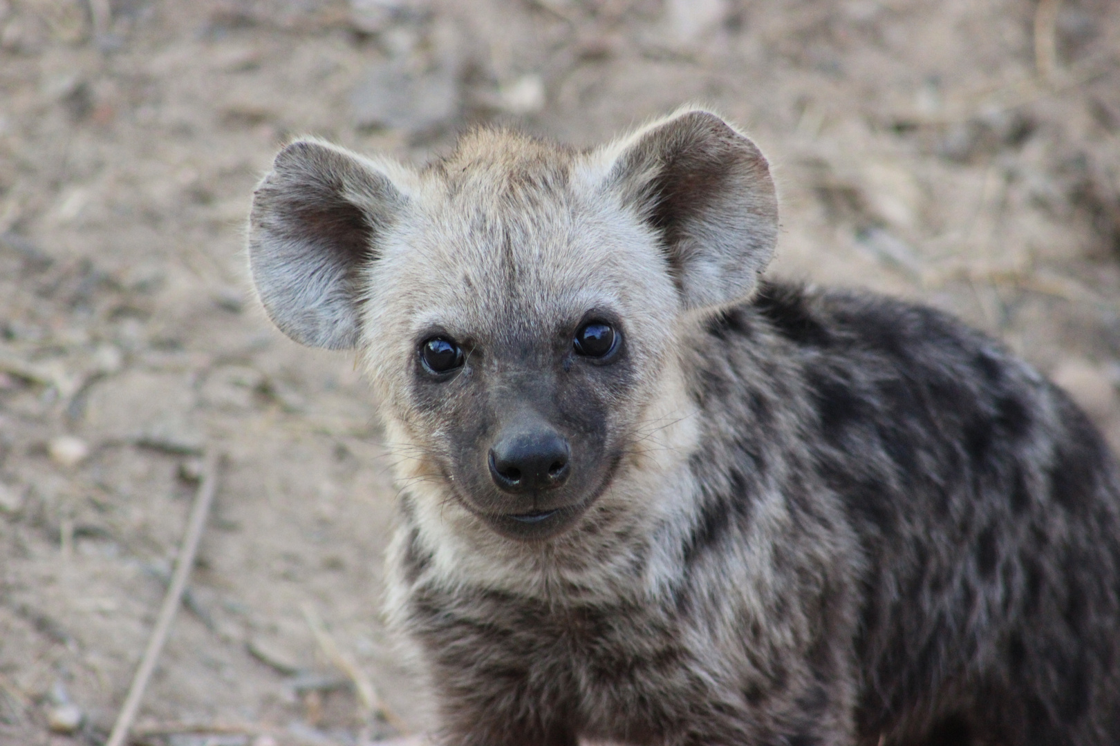 Pequeña hiena en el Parque Kruguer