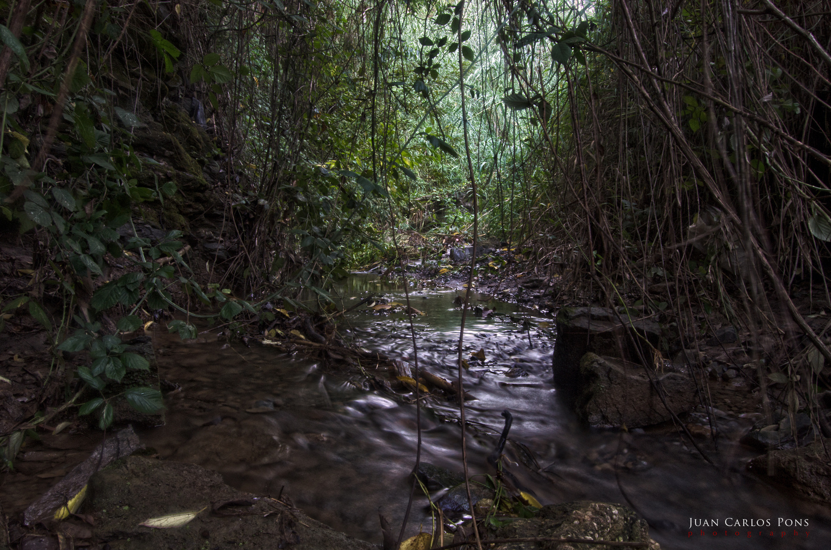 Pequeña jungla.