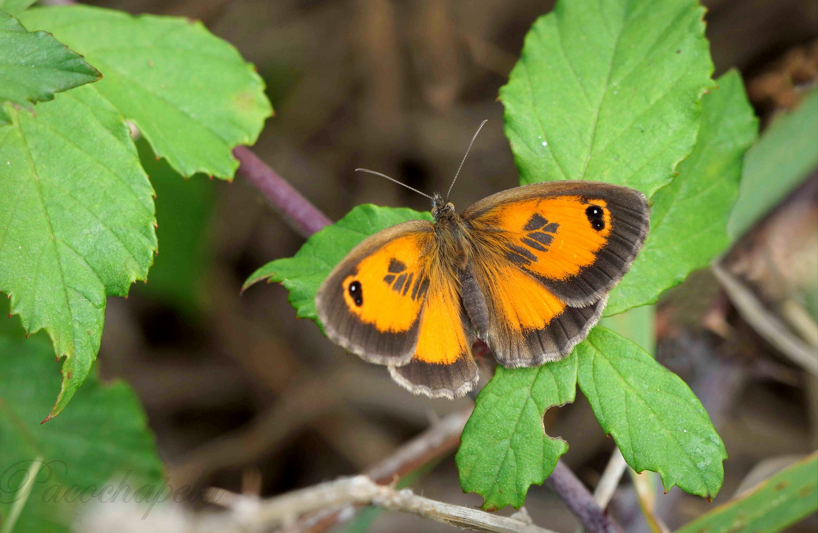 Pequeña mariposa 