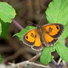 Pequeña mariposa 