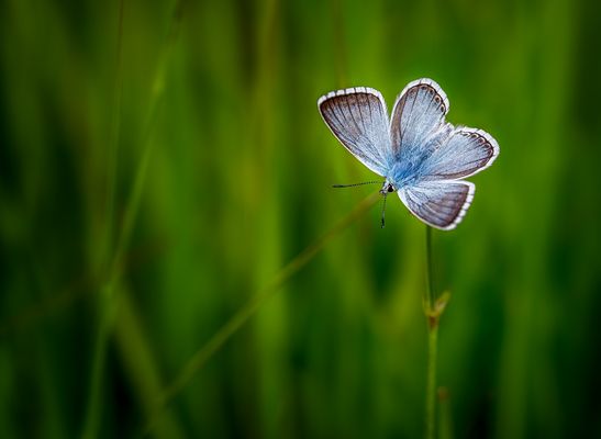 pequeña mariposa azul