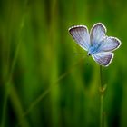 pequeña mariposa azul