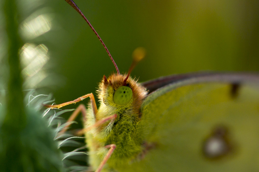 pequeña mariposa