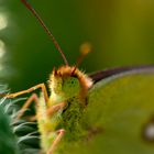 pequeña mariposa