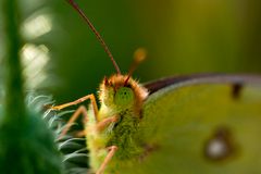 pequeña mariposa