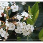 Pequeña mosca camuflada de abeja / avispa posada en flores blancas GKM2