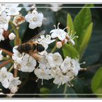 Pequeña mosca camuflada de abeja / avispa posada en flores blancas GKM2