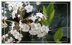 Pequeña mosca camuflada de abeja / avispa posada en flores blancas GKM2