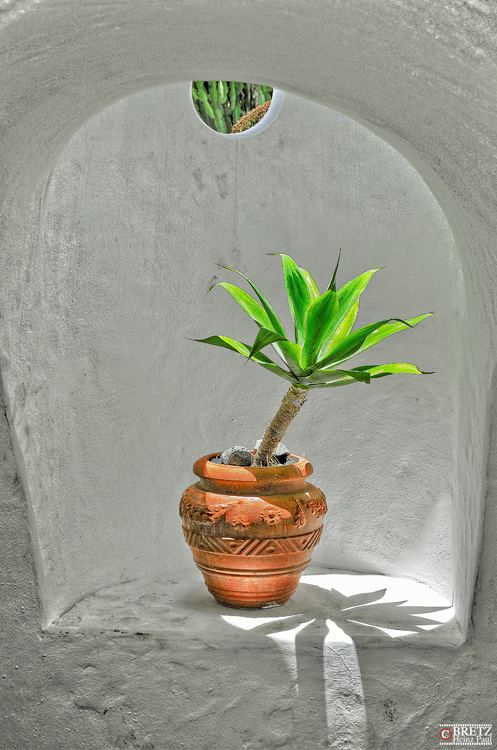 Pequeña palmera en Casa Omar Sharif