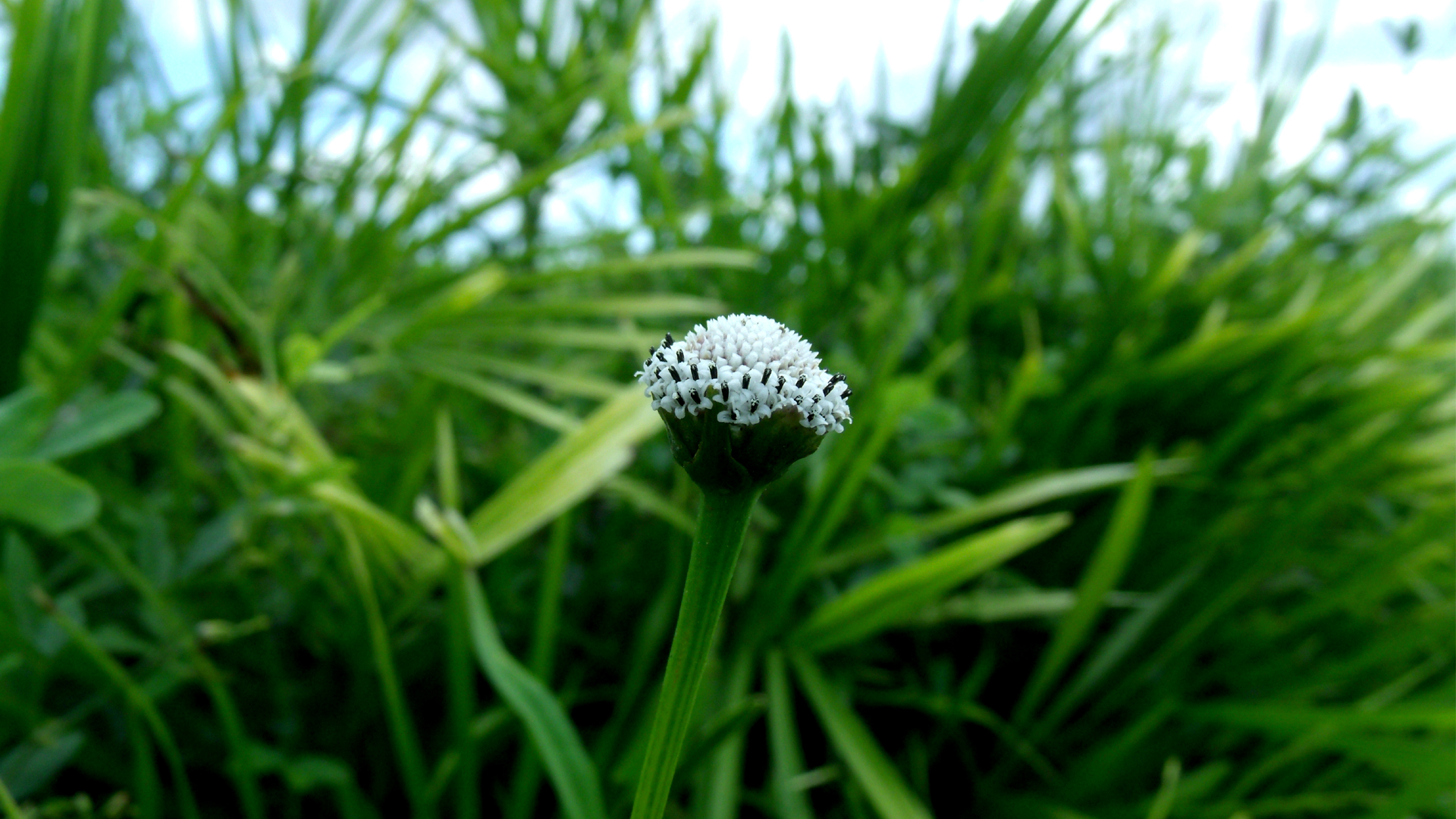 Pequeña planta 01