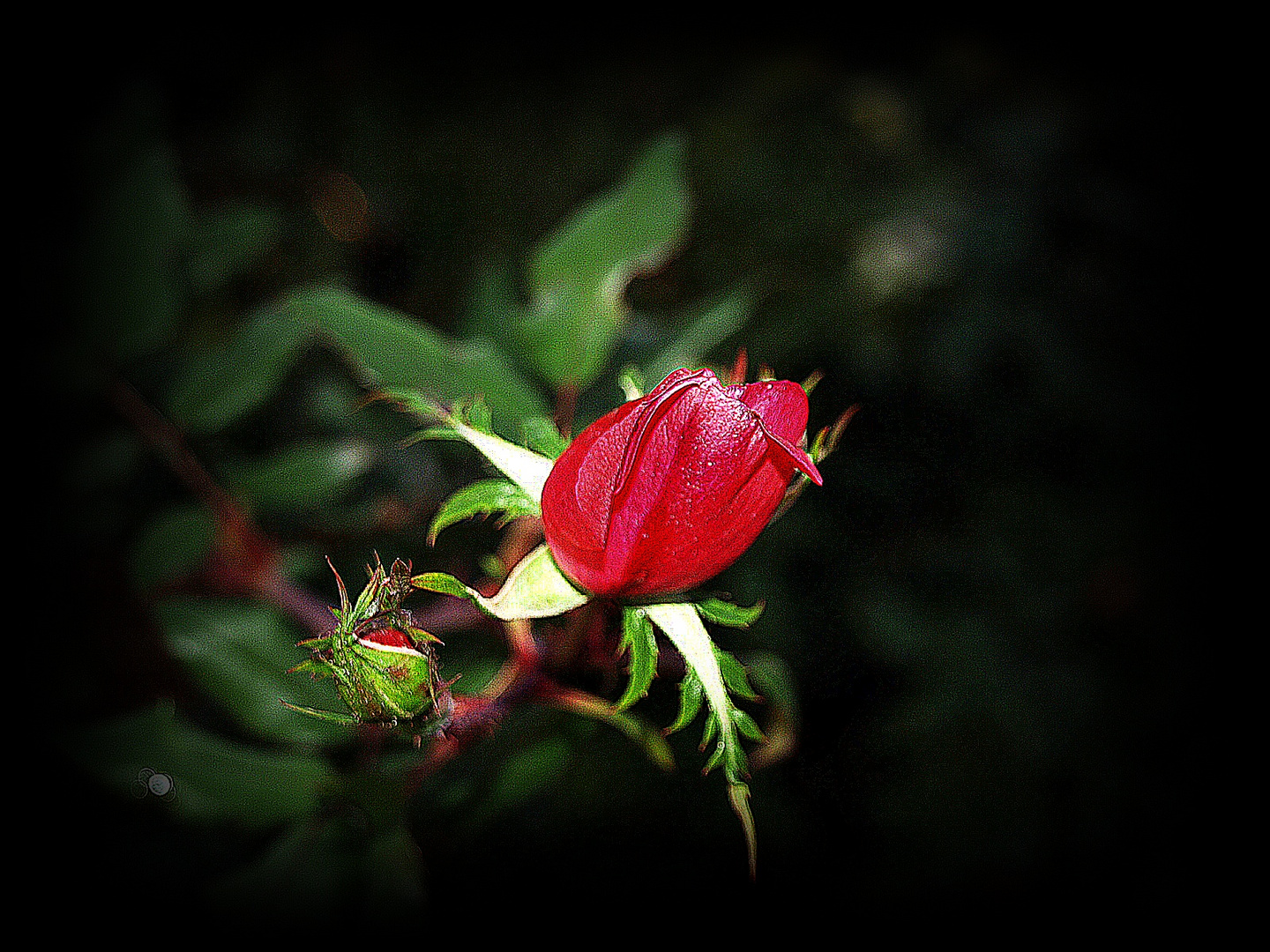 PEQUEÑA ROSA