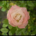 pequeña rosa