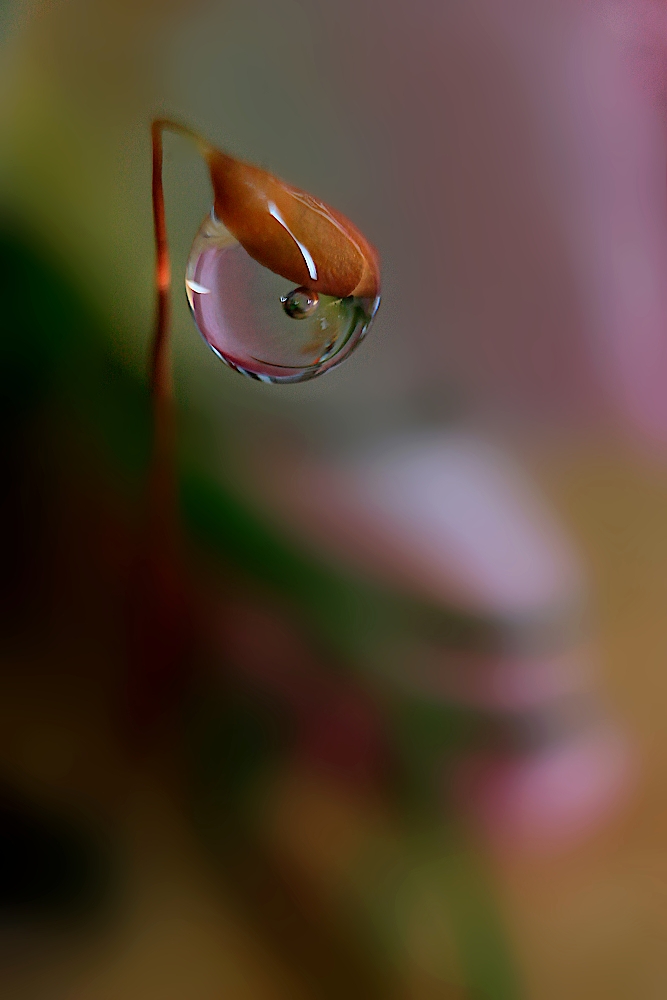  Pequeña  y extraña gota