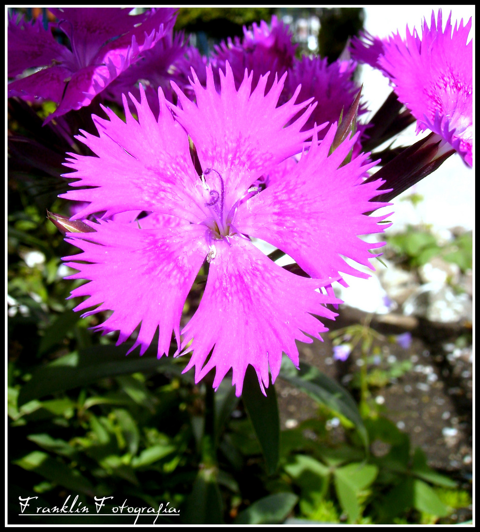 Pequeña y grande Flor.