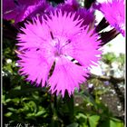 Pequeña y grande Flor.