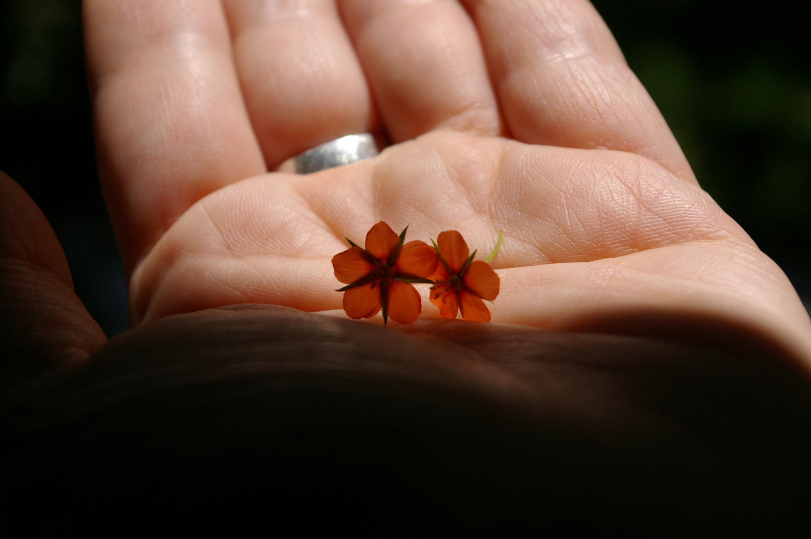 Pequeñas bellezas