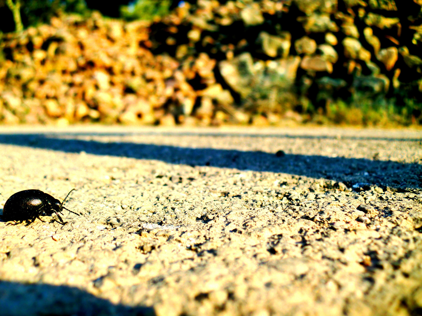 Pequeñas cosas de la fauna.