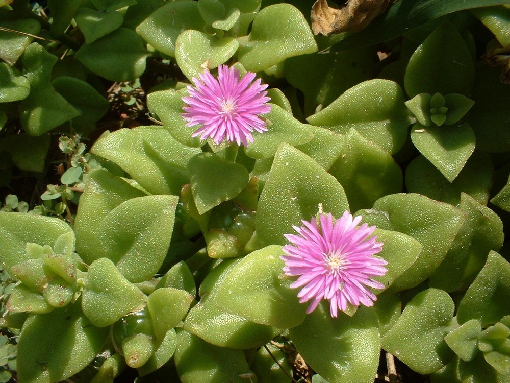 "Pequeñas estrellas"