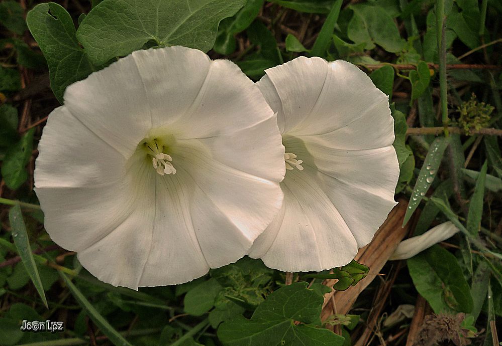 Pequeñas flores