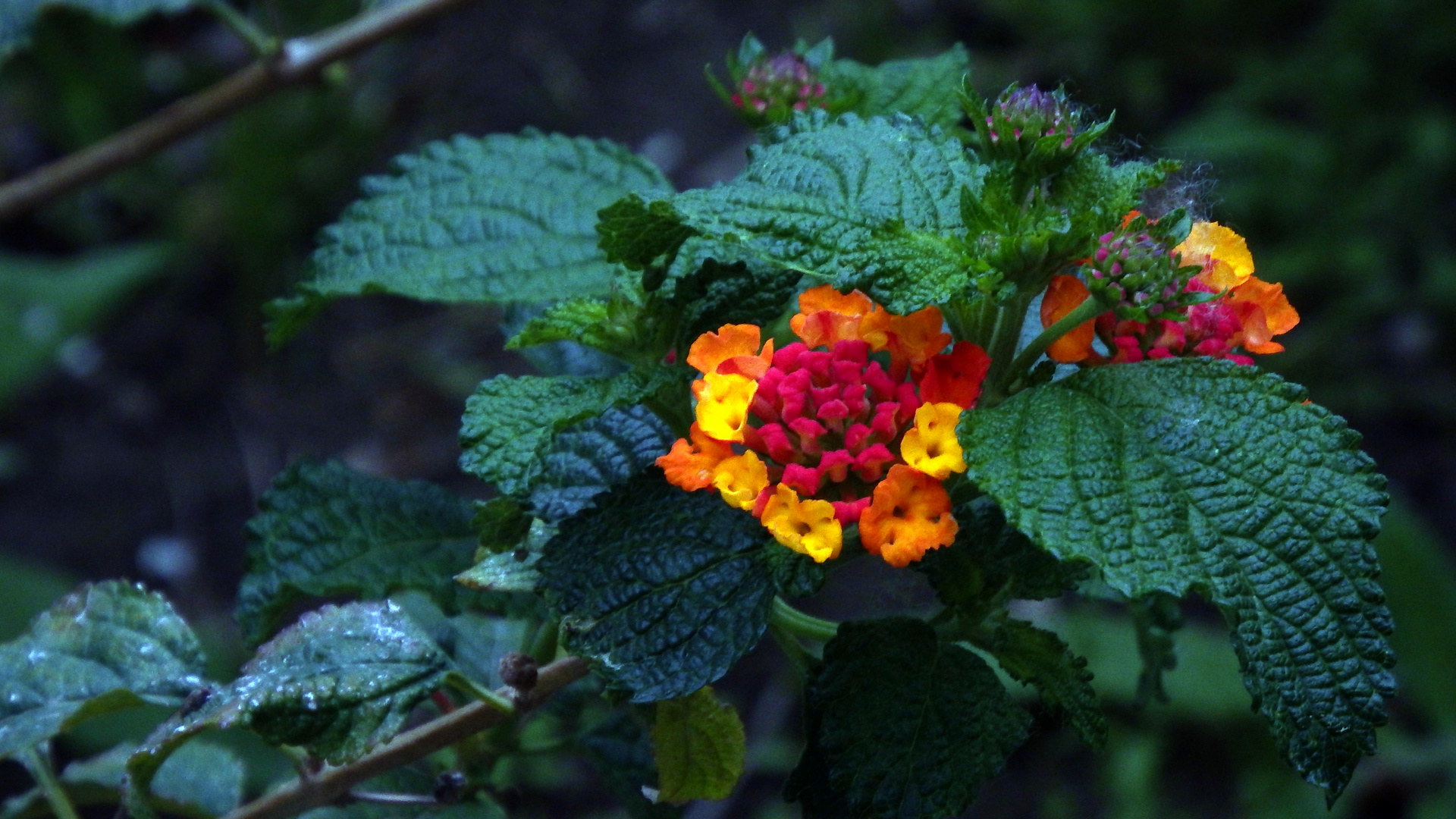 Pequeñas flores