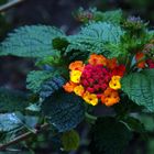 Pequeñas flores