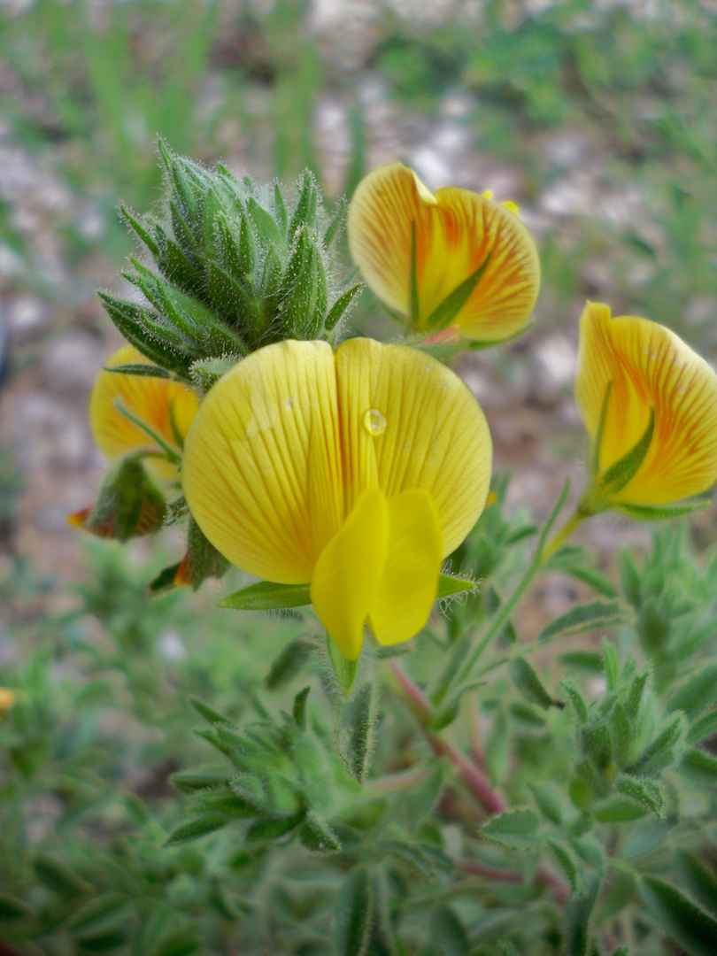 Pequeñita belleza silvestre