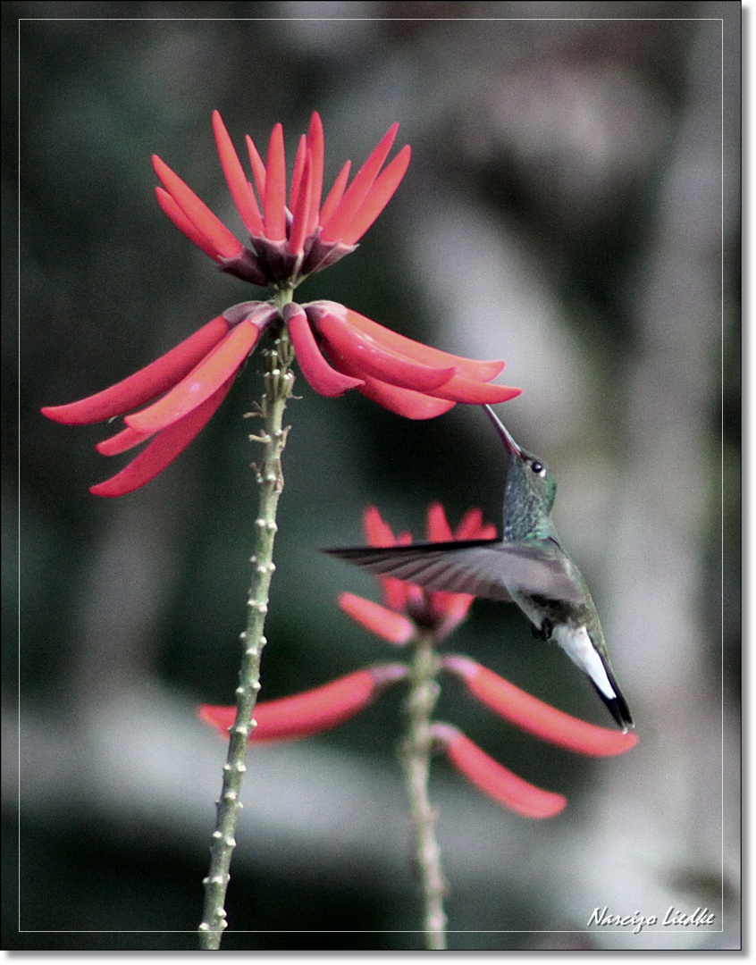 Pequeno colibri