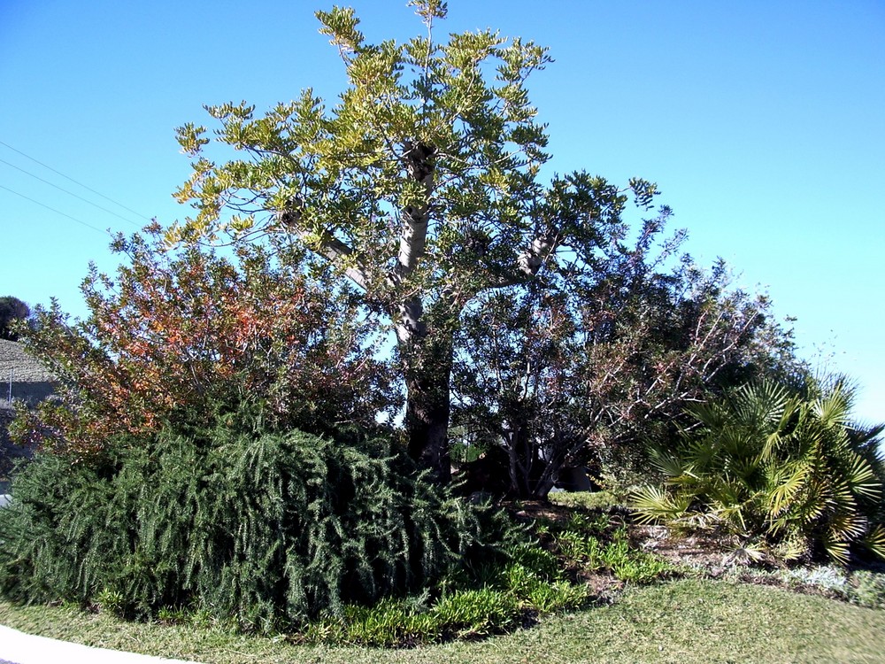 Pequeño bosque