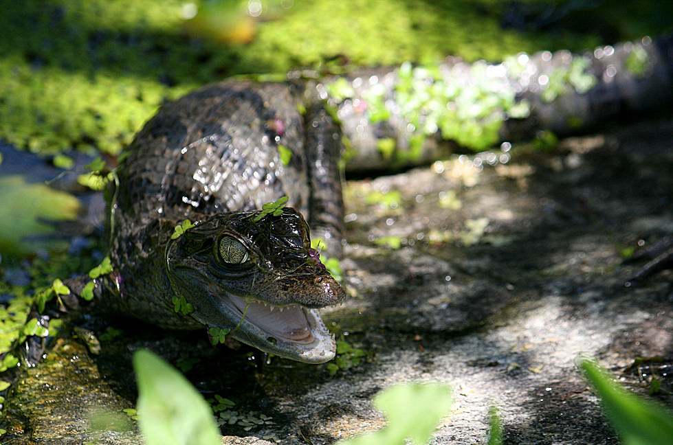 pequeño caimán