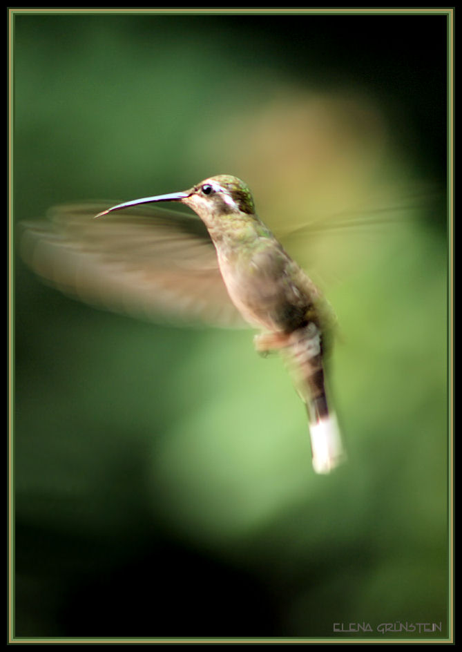 Pequeño danzante (small dancer)