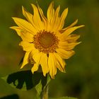 Pequeño Girasol