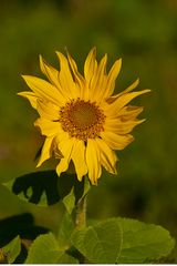 Pequeño Girasol