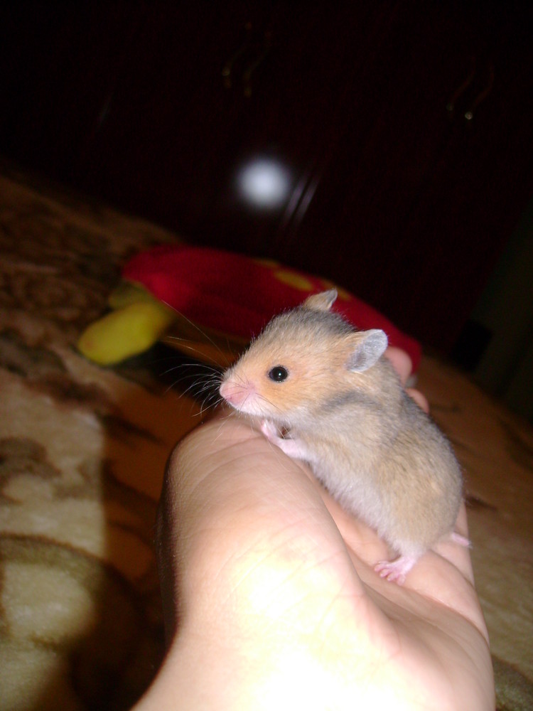 Pequeño hamster