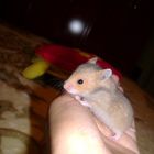 Pequeño hamster