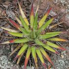 Pequeño Maguey