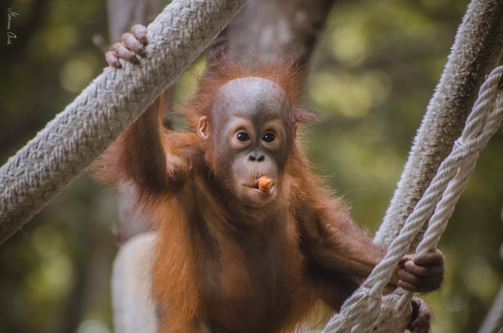 Pequeño Orangután...